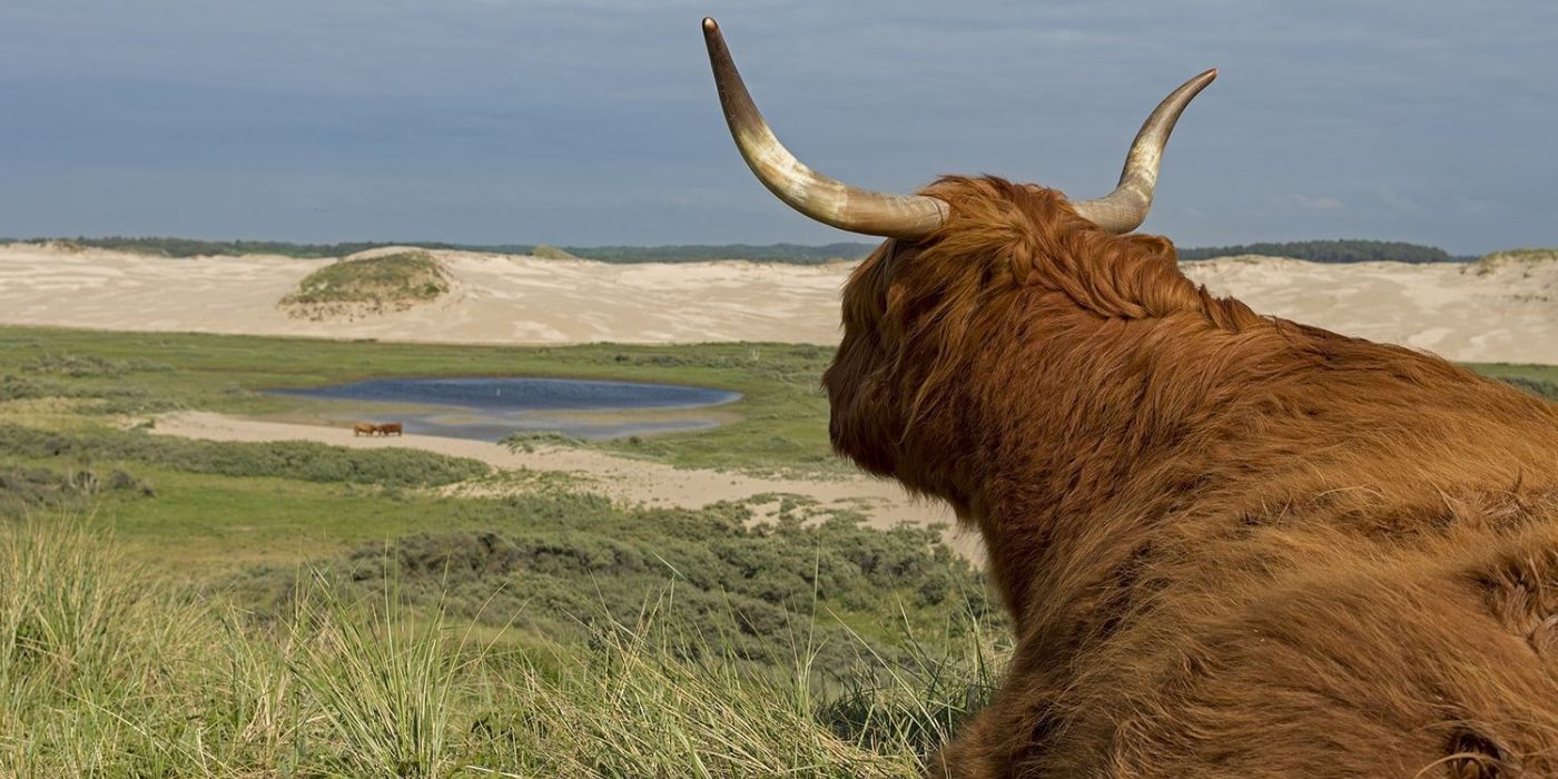 Welcome to the blogpage of WildlifeNL